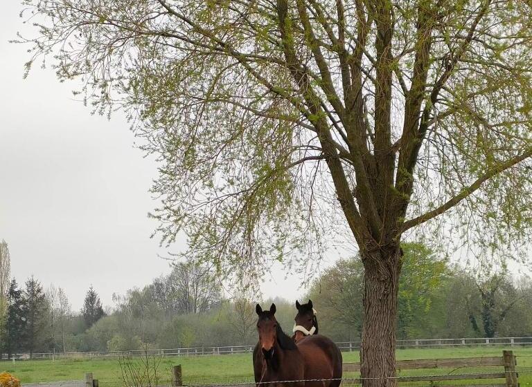 住宿加早餐  Eden Koï