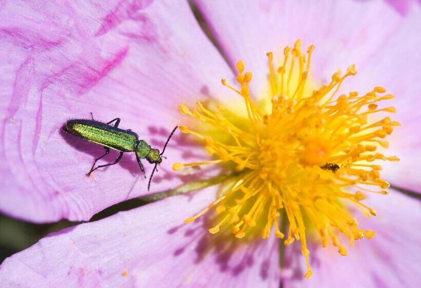 Casa Babel Monfragüe