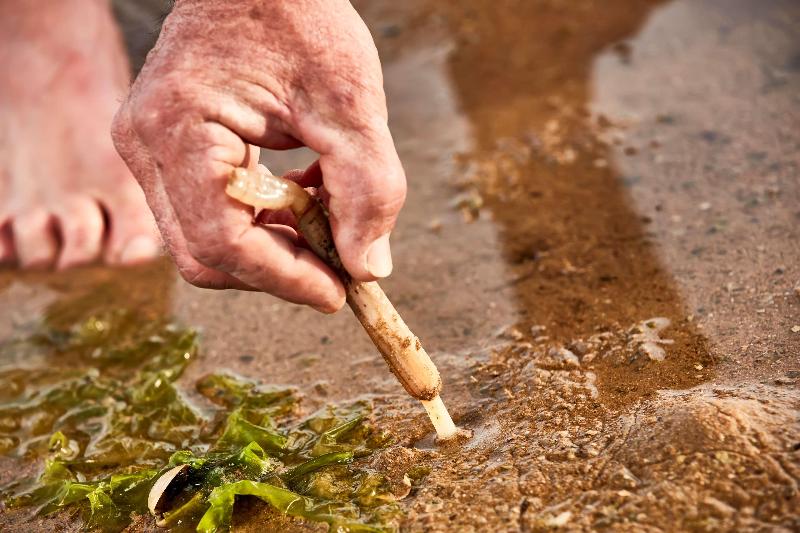 בית מלון כפרי Conrad Algarve