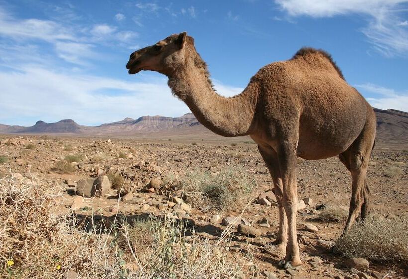 هتل Haven La Chance Desert