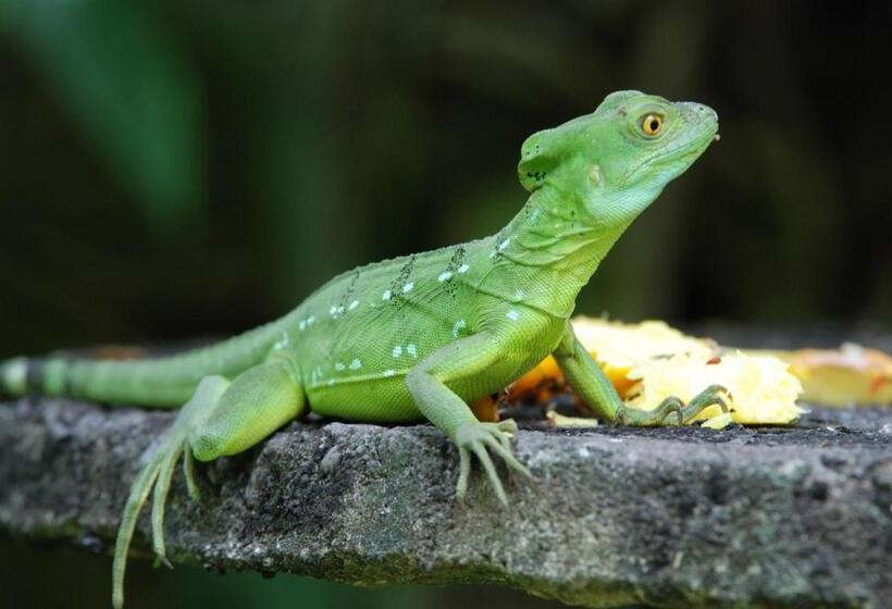 فندق Heliconia Island