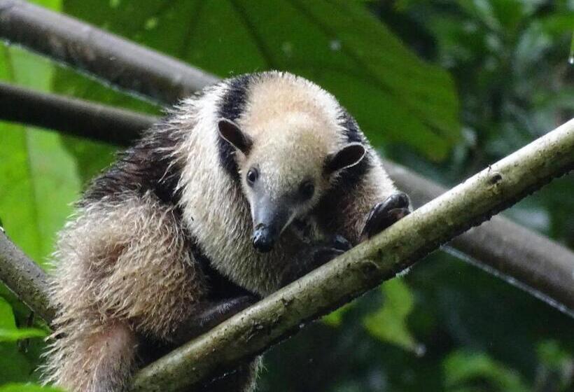 فندق Heliconia Island