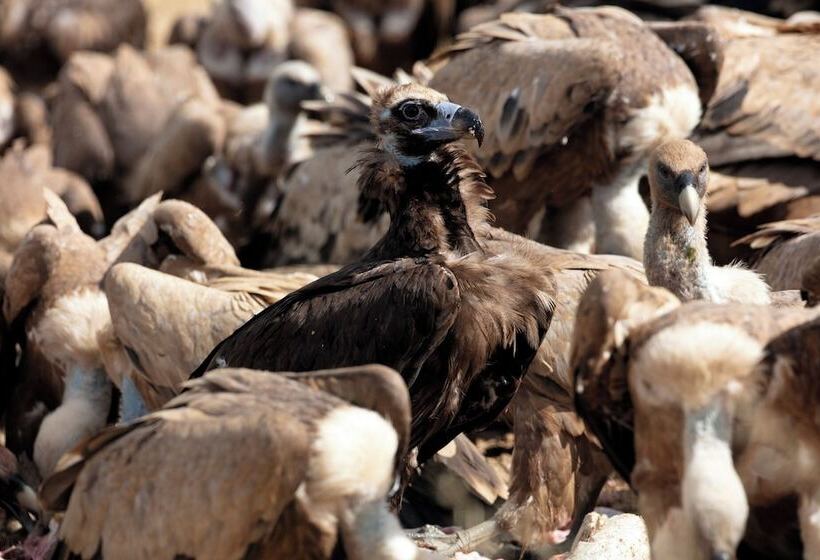 Palacio Viejo De Las Corchuelas