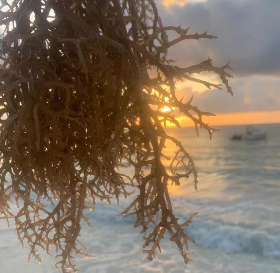 旅馆 Chokoro House