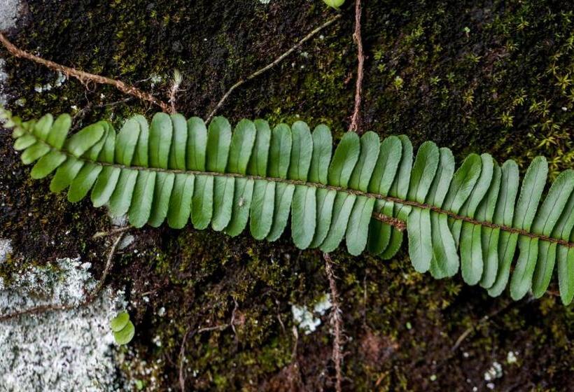 تختخواب و صبحانه Twilight Forest