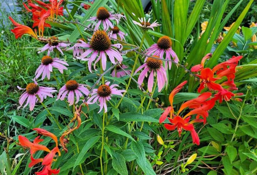 مبيت وإفطار Buffalo Harmony House