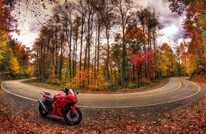 فندق Dragon City