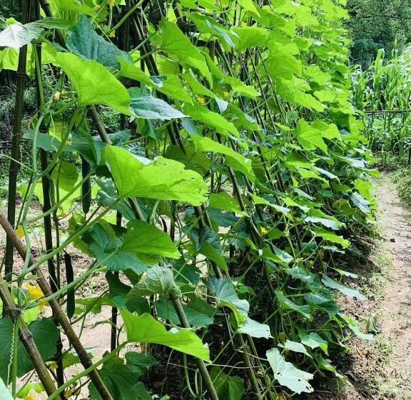 فندق Longhushan Hanxiangju Homestay