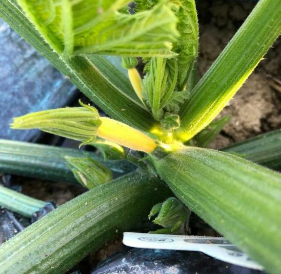 تختخواب و صبحانه L’aurora