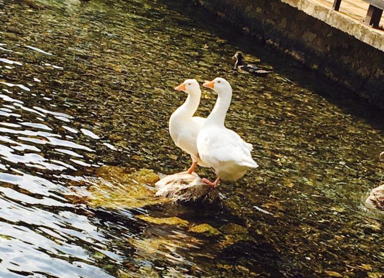 בית מלון כפרי Rritja E Koranit