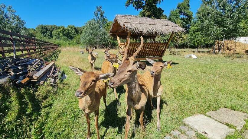 ペンション Curtea Domneasca