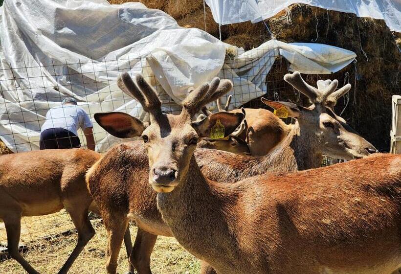 ペンション Curtea Domneasca