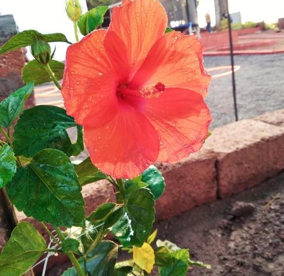 הוסטל Pinacle Inn