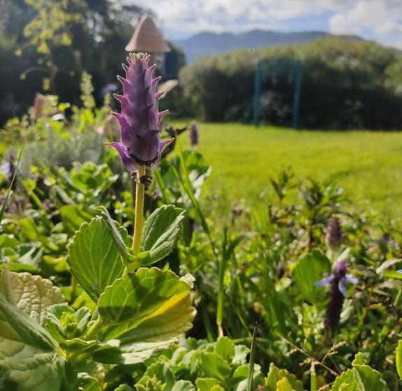 مبيت وإفطار Wepa La Pepa Campestre