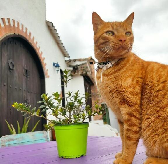 مبيت وإفطار Wepa La Pepa Campestre