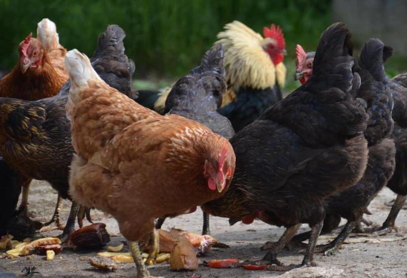 Отель Ferienhof Mühlthal