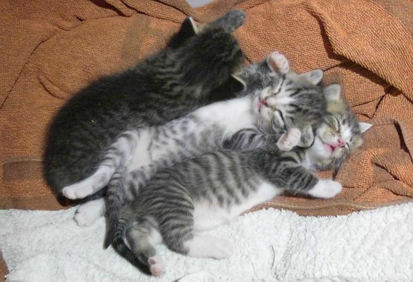 Отель Ferienhof Mühlthal