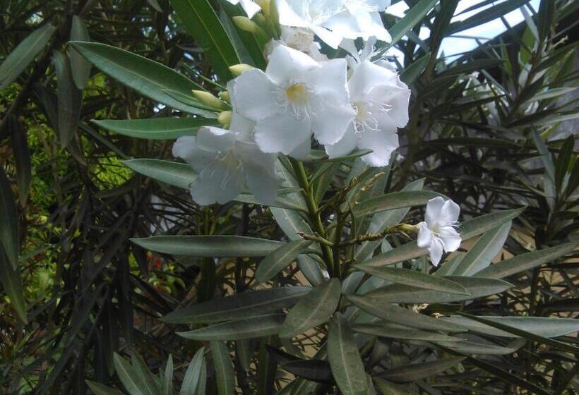 פנסיון Hostal La Cascada