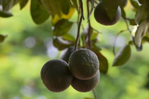 פנסיון Hostal La Cascada