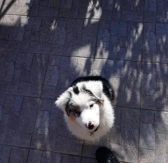 Пансион Kenézy Lux Apartman Vendégház