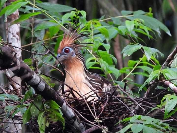 펜션 Misahualli Laguna Paikawe B&b