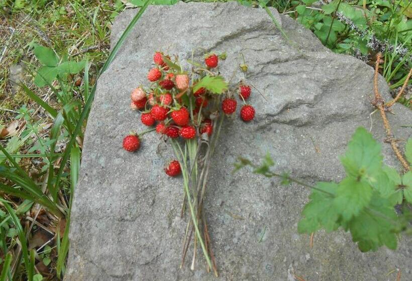 پانسیون U Ilka