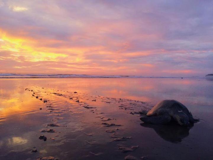 ユースホステル Cabinas Surf Arribadas