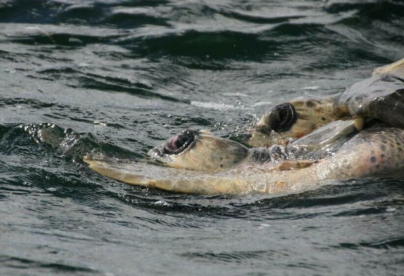 ユースホステル Cabinas Surf Arribadas