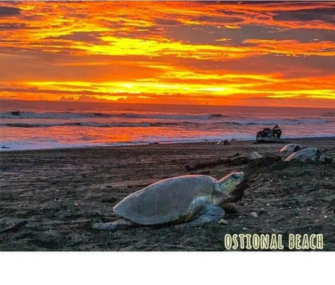 ユースホステル Cabinas Surf Arribadas