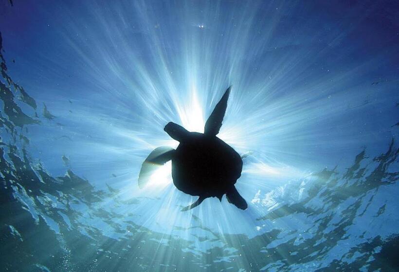 ユースホステル Cabinas Surf Arribadas