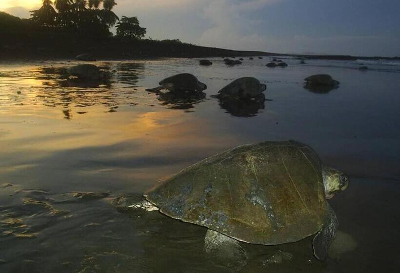 ユースホステル Cabinas Surf Arribadas