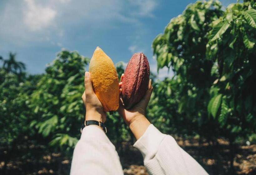 酒店 Cocoa Valley Resort