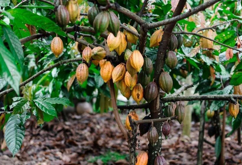 酒店 Cocoa Valley Resort