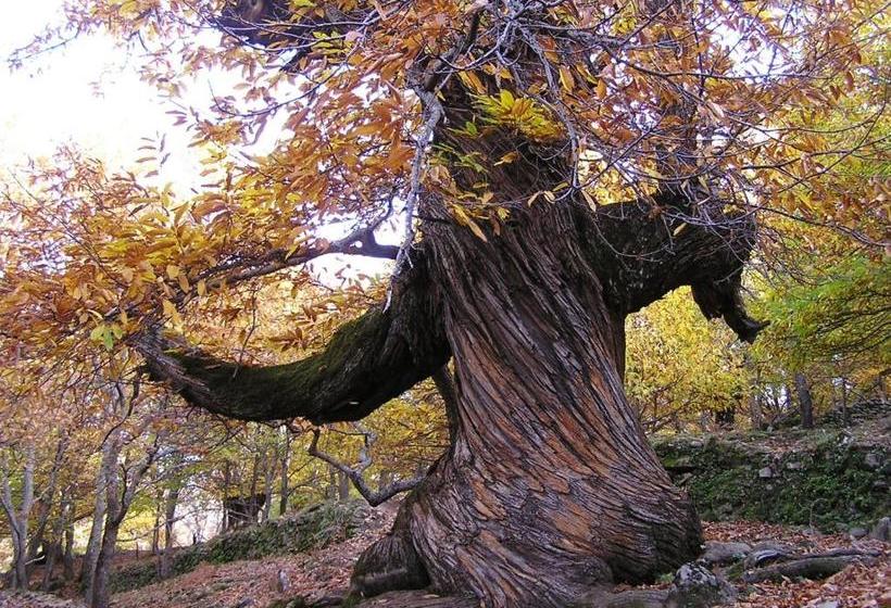 Casa Rural Arbequina Despierta Tus Sentidos En El Valle Del Ambroz