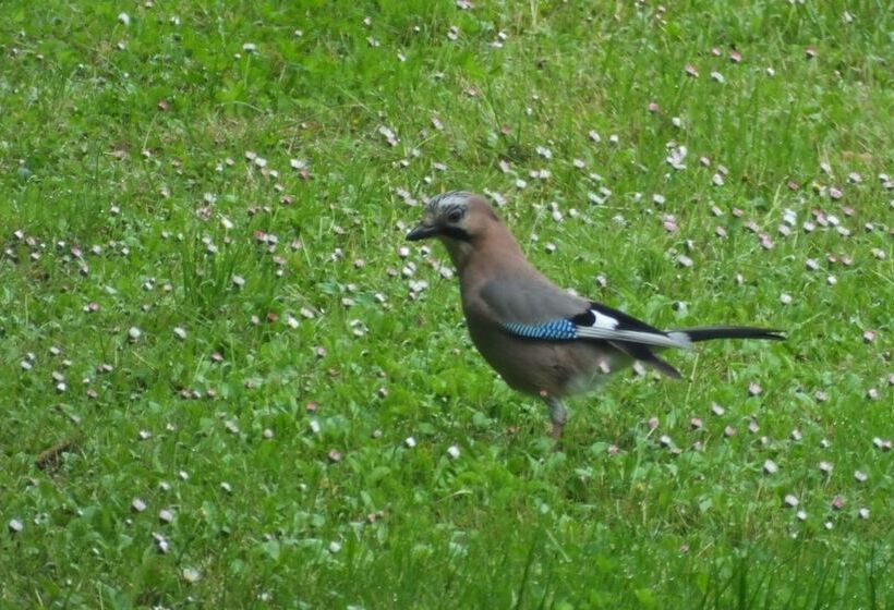 Camping Sierra De La Culebra
