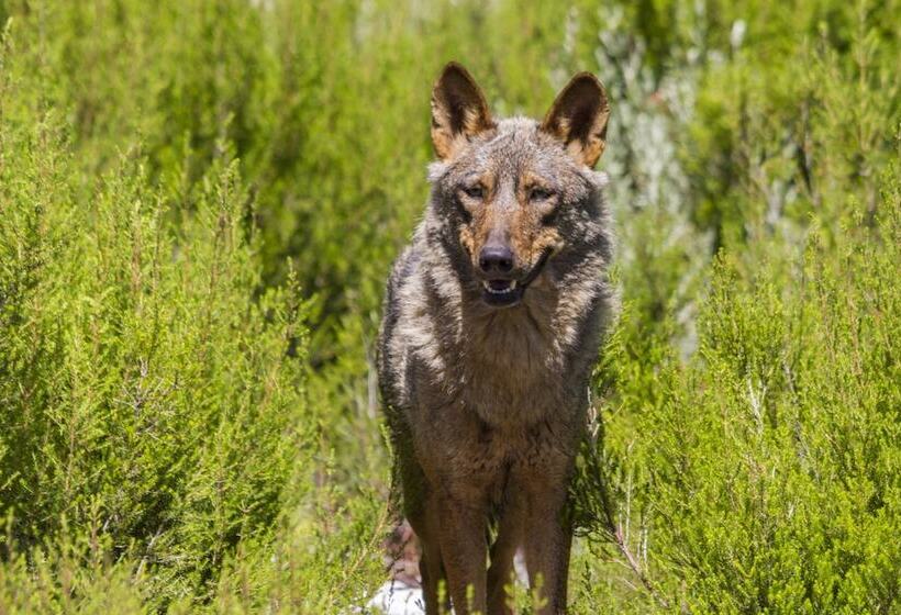 Camping Sierra De La Culebra