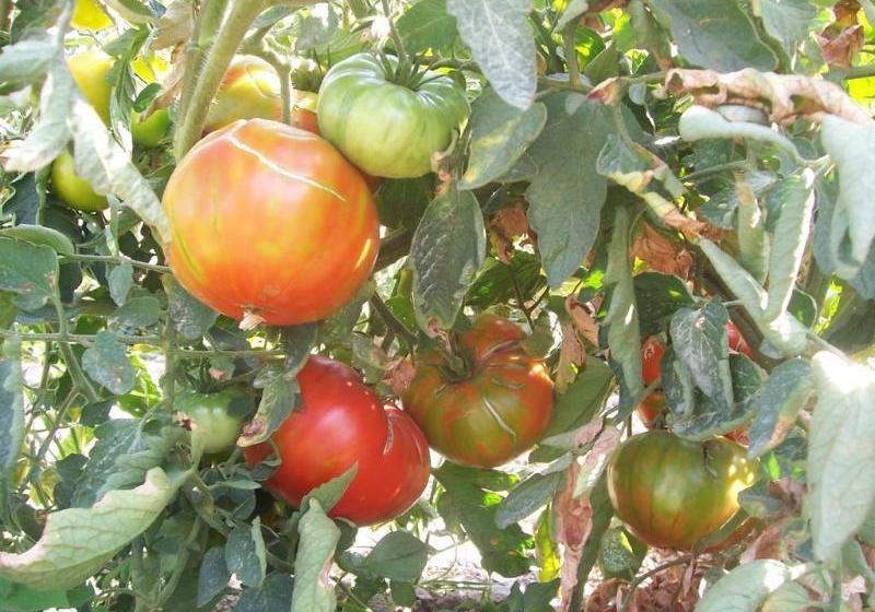 Casas Rurales Barranco de la Salud