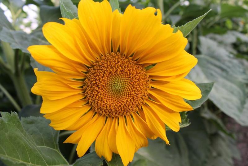 Casas Rurales Barranco de la Salud