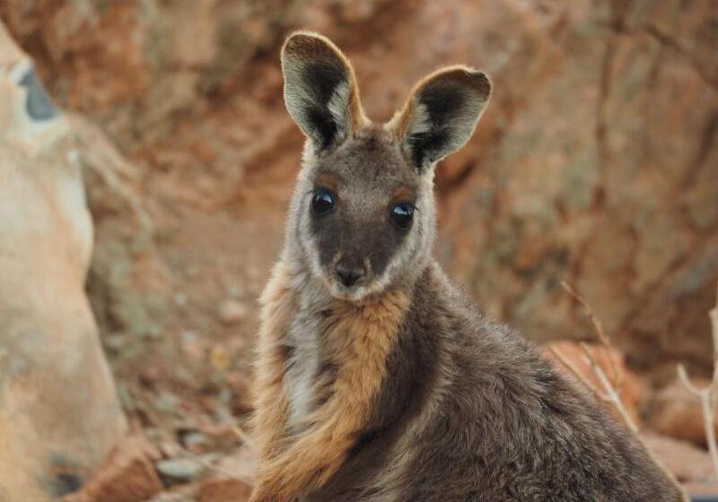 فندق Arkaroola Wilderness Sanctuary