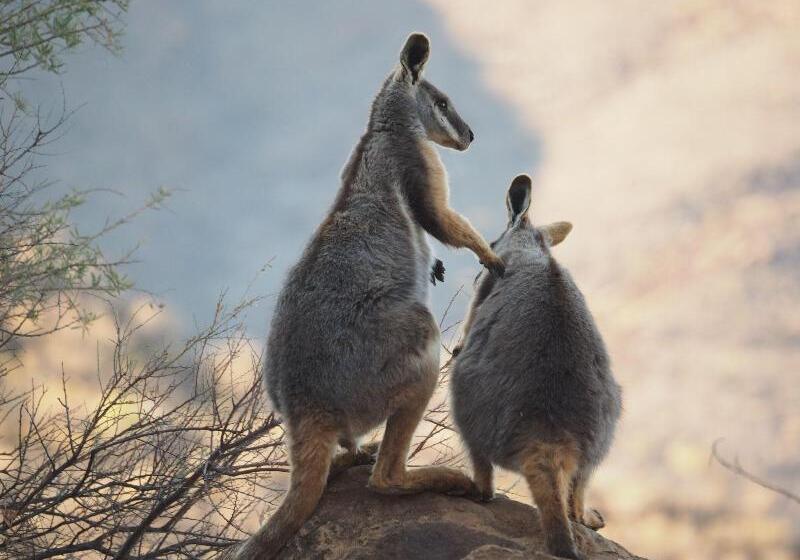 فندق Arkaroola Wilderness Sanctuary
