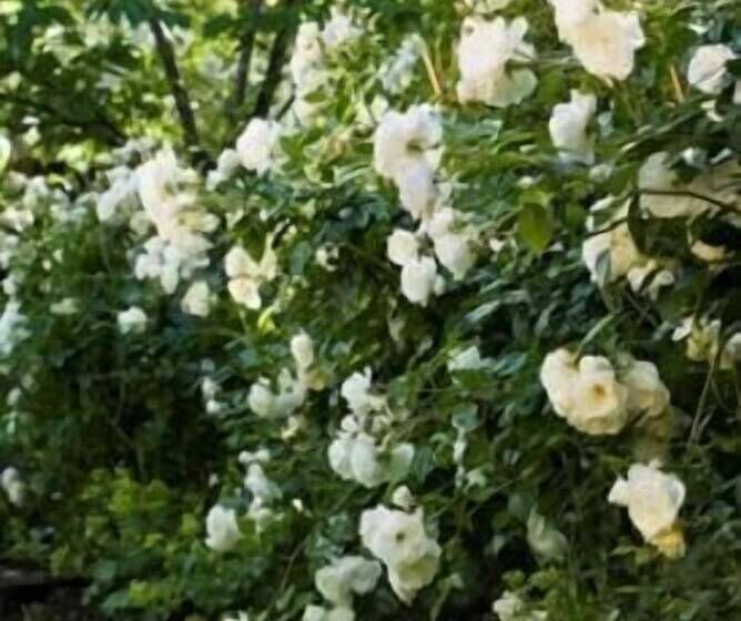 בית מלון כפרי Arrowtown House Boutique