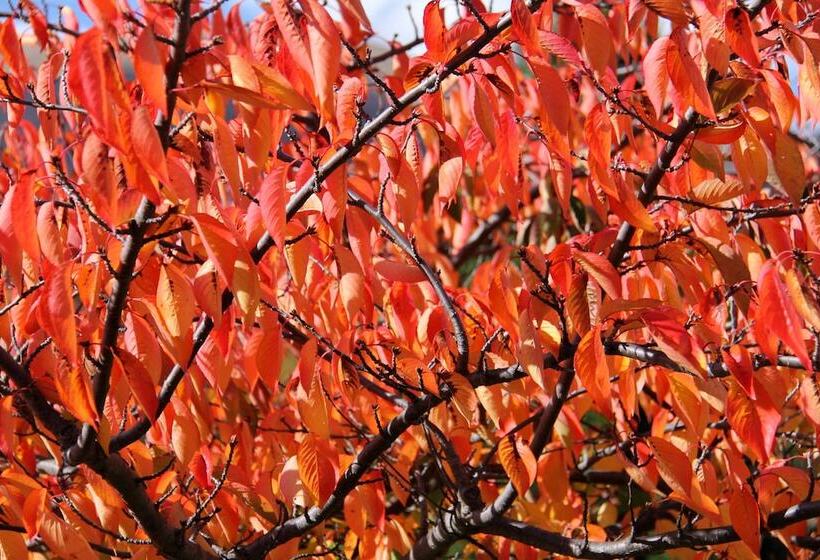 בית מלון כפרי Arrowtown House Boutique