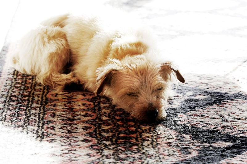 בית מלון כפרי Birds Ferry Lodge