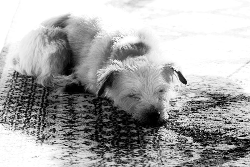 בית מלון כפרי Birds Ferry Lodge