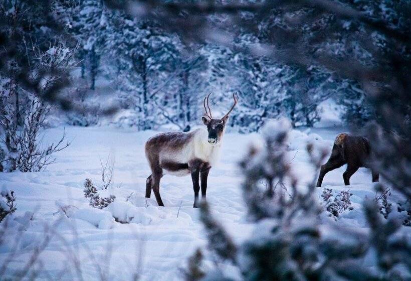 בית מלון כפרי Camp Ripan
