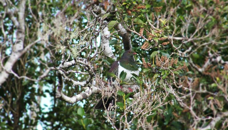 בית מלון כפרי Westwood Lodge