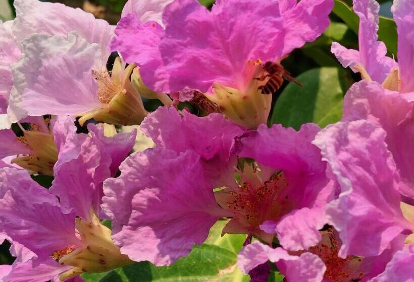 ホテル ต้งโฮมหละปูน