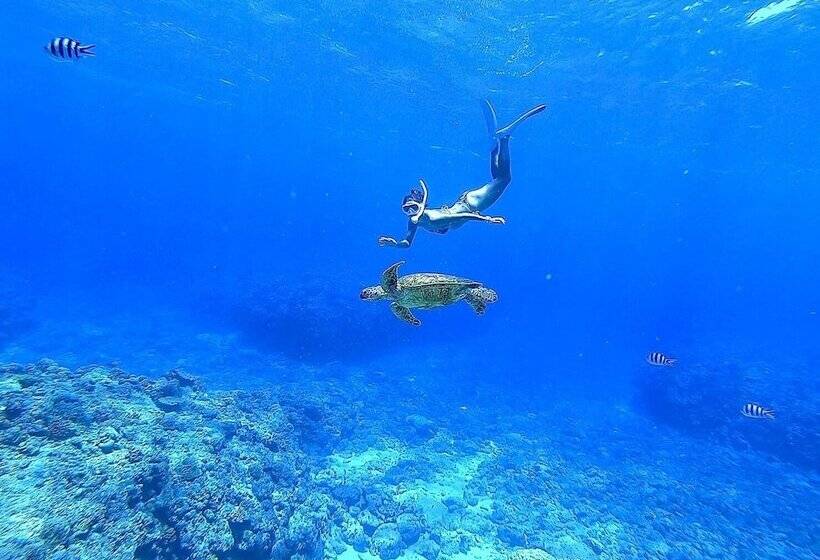 Marinx Classic Harborview Pension