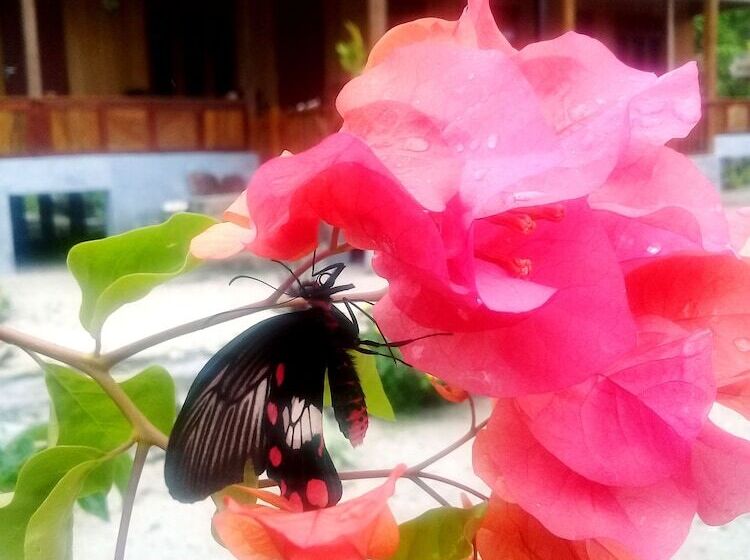 پانسیون Nusa Nalan Beach Resort