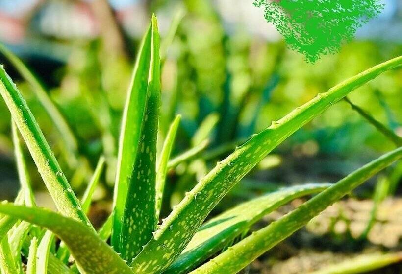 هتل Paradise Resort Doc Let